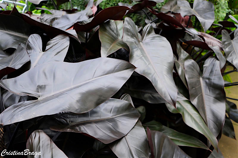 Filodendro roxo - Philodendron erubescens