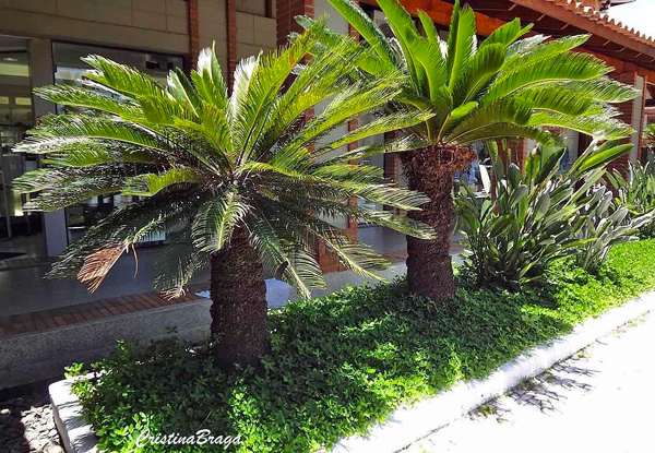 Palmeira Cica - Cycas revoluta