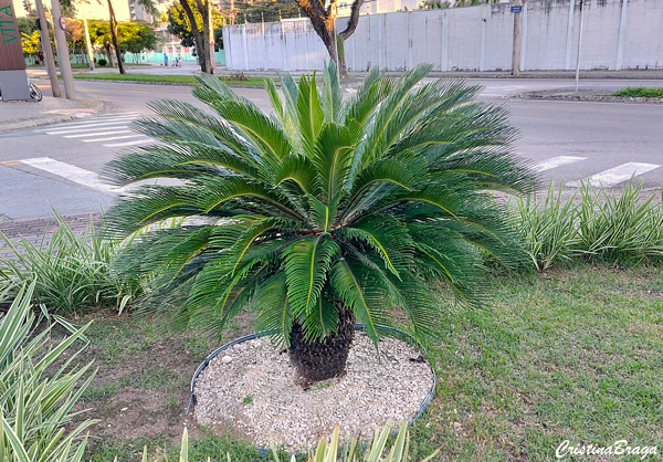 Palmeira Cica - Cycas revoluta