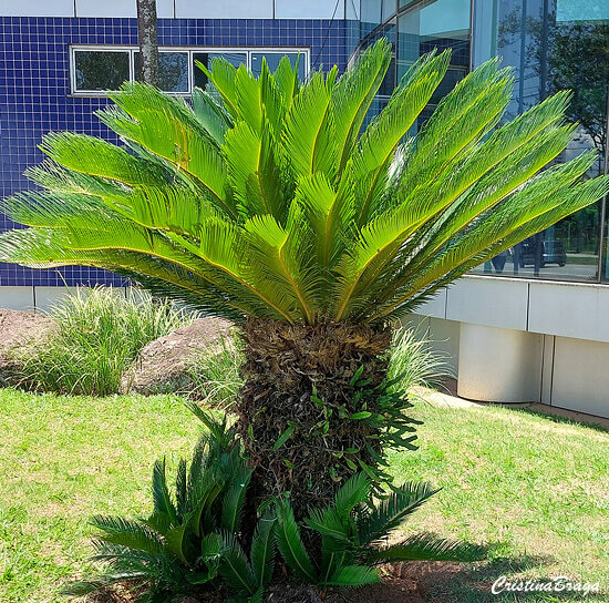 Palmeira Cica - Cycas revoluta
