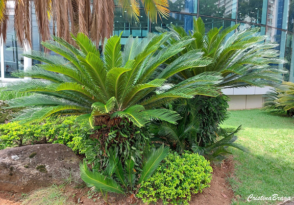 Palmeira Cica - Cycas revoluta