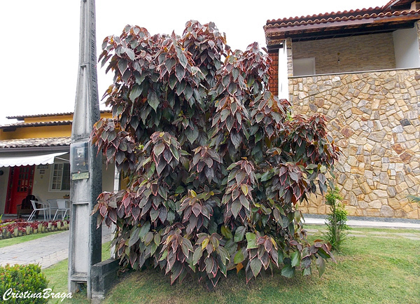 Acalifa - Acalypha wilkesiana