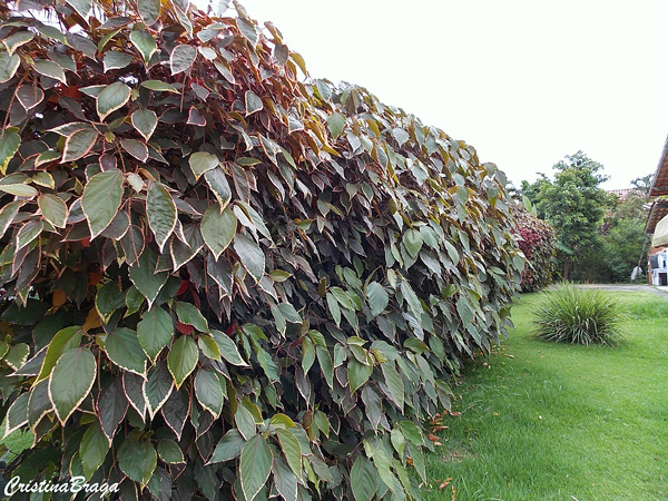 Acalifa - Acalypha wilkesiana