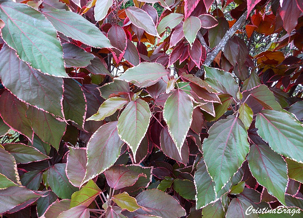 Acalifa - Acalypha wilkesiana