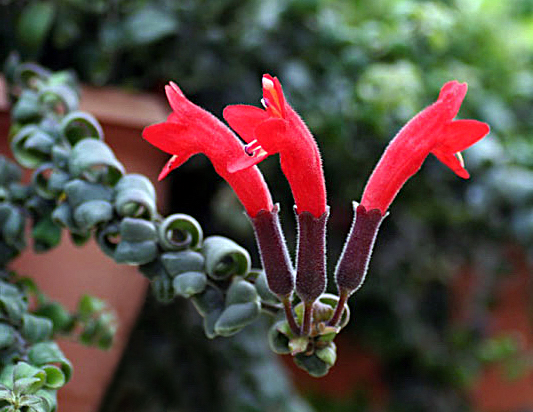 Columéia crespa - Aeschynanthus rasta