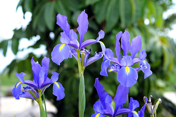 Flor de Íris