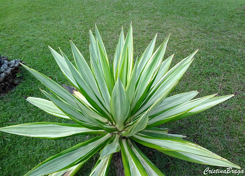 Furcraea foetida Mediopicta