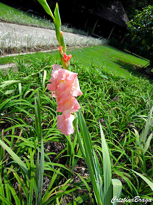 Gladíolo - Gladiolus hortulanus