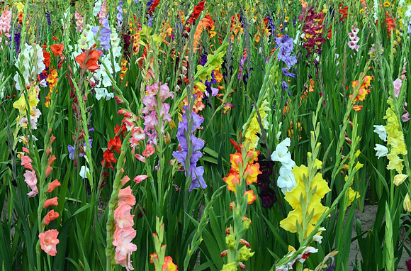 Gladíolo - Gladiolus hortulanus