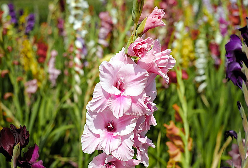 Gladíolo - Gladiolus hortulanus