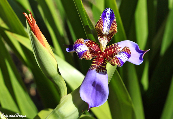 Iridáceas - Iridaceae