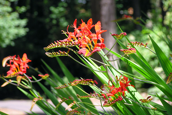 Iridáceas - Iridaceae