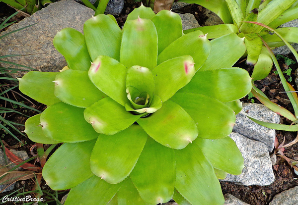 Neoregelia carolinae