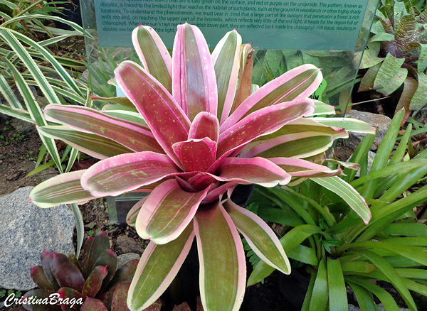 Neoregelia carolinae