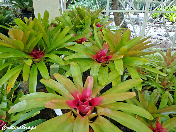 Neoregelia carolinae