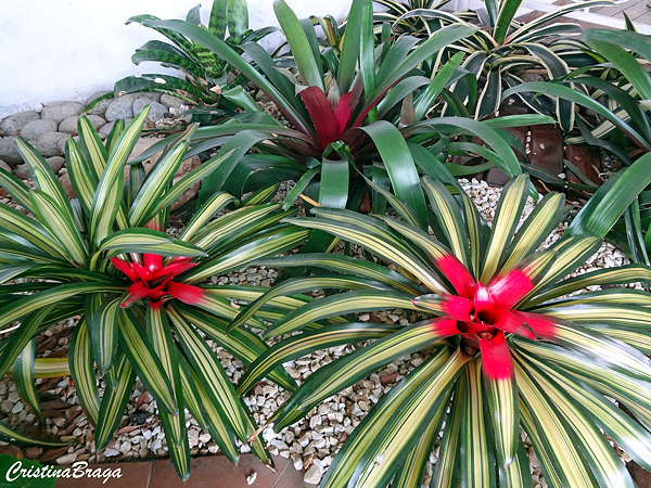 Neoregelia carolinae