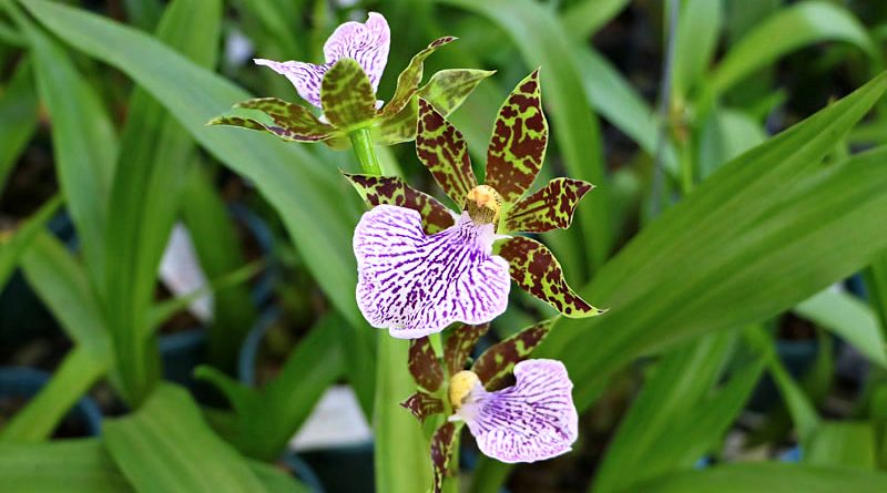 Orquídea Zygopetalum mackaii - Flores e Folhagens