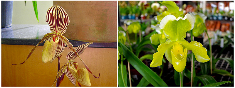 Orquídeas sapatinho - Paphiopedilum - Flores e Folhagens