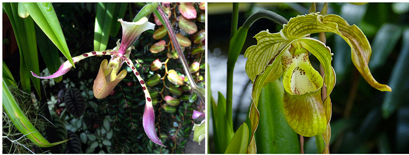 Orquídeas sapatinho - Paphiopedilum - Flores e Folhagens
