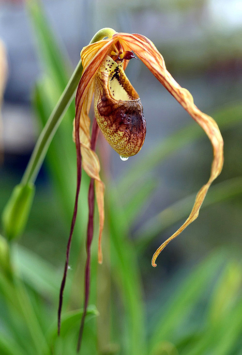 Orquídeas sapatinho - Paphiopedilum - Flores e Folhagens