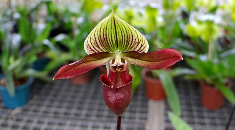 Orquídeas sapatinho - Paphiopedilum - Flores e Folhagens