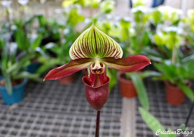 Orquídeas sapatinho - Paphiopedilum