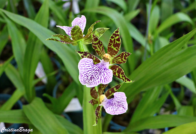 Orquídea Zygopetalum mackaii