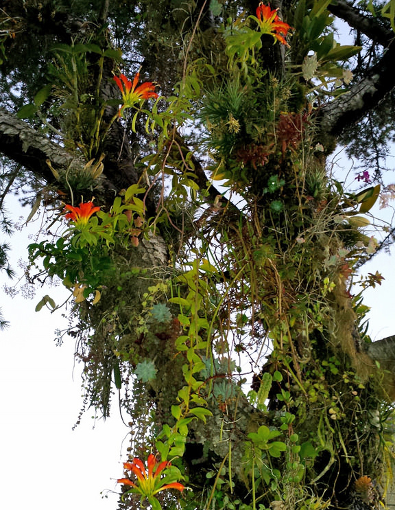 Columéia Dragão - Aeschynanthus speciosus