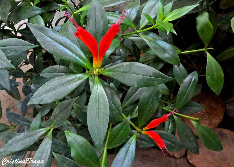 Columéia Dragão - Aeschynanthus speciosus