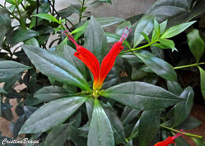 Columéia Dragão - Aeschynanthus speciosus