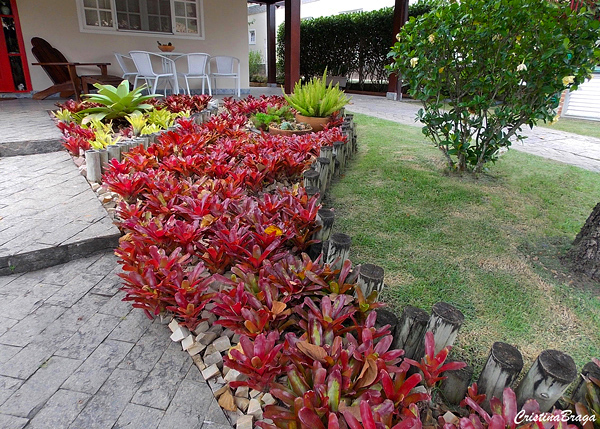 Neoregelia Fireball