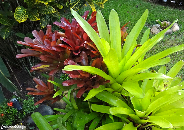 Neoregelia Fireball