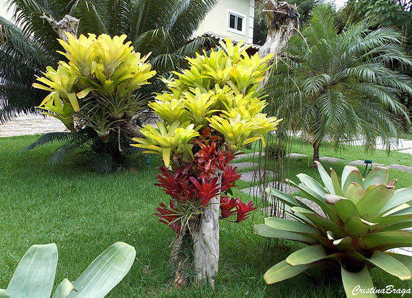 Neoregelia Fireball