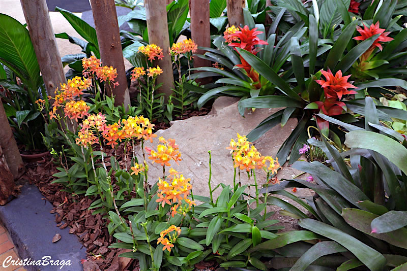 Orquídea da praia - Epidendrum fulgens - Flores e Folhagens