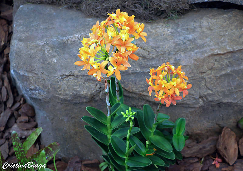 Orquídea da praia - Epidendrum fulgens - Flores e Folhagens