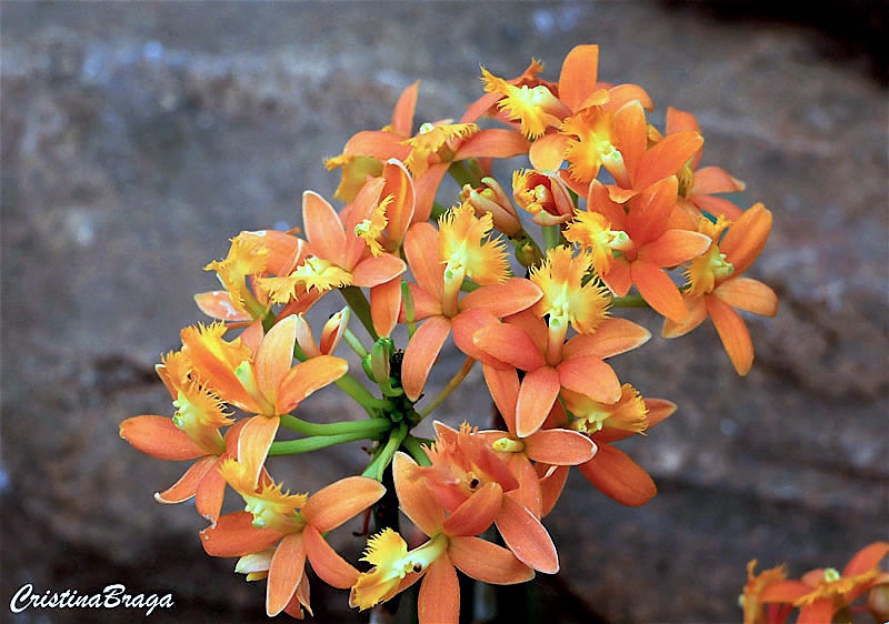 Orquídea da praia - Epidendrum fulgens - Flores e Folhagens