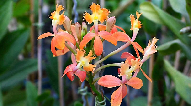 Orquídea Epidendrum cinnabarinum - Flores e Folhagens