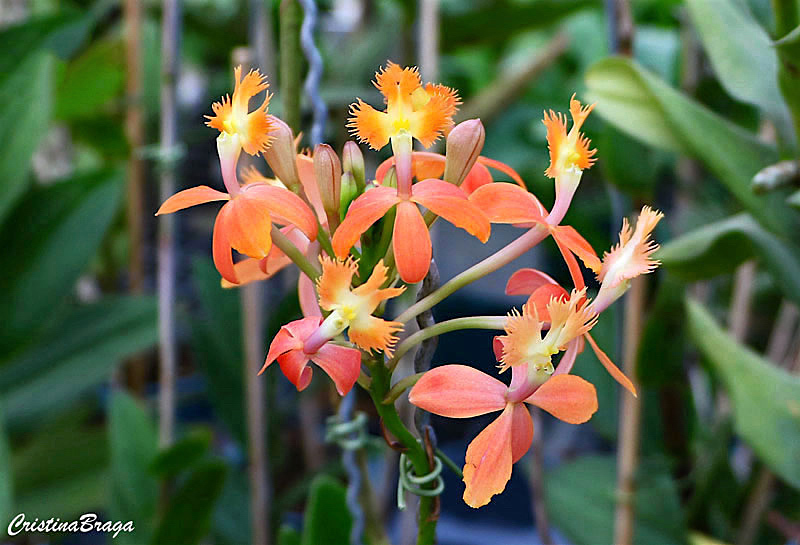 Orquídea Epidendrum cinnabarinum - Flores e Folhagens