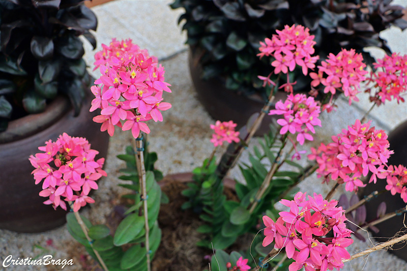 Orquídea Epidendrum ibaguense