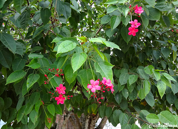 Peregrina - Jatropha integerrima