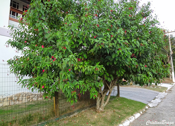 Peregrina - Jatropha integerrima