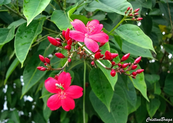 Peregrina - Jatropha integerrima