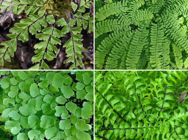 Avenca - Adiantum spp