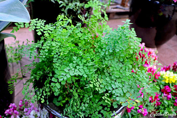 Avenca - Adiantum spp