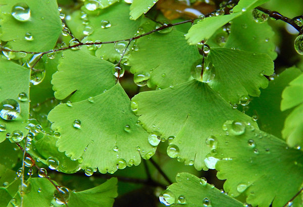 Avenca - Adiantum spp