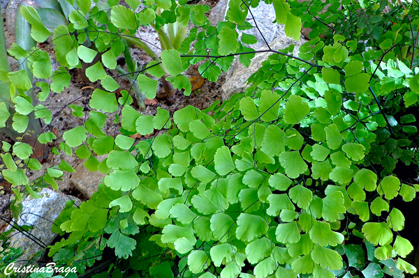 Avenca - Adiantum spp