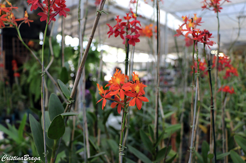 Orquídea Epidendrum cinnabarinum - Flores e Folhagens