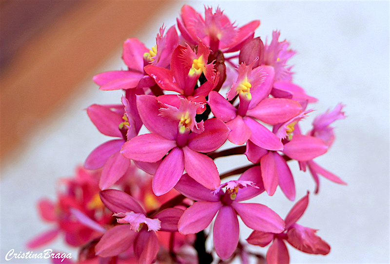 Orquídea Epidendrum ibaguense - Flores e Folhagens
