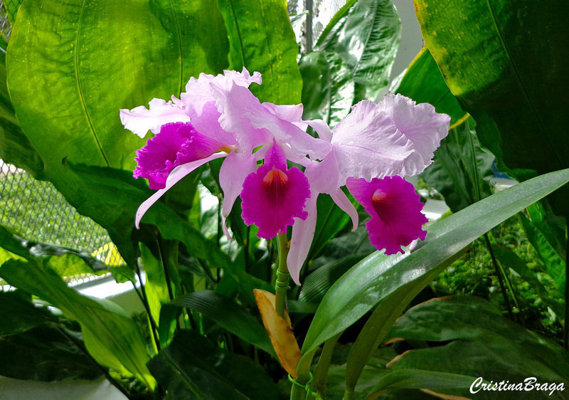 Orquídea Laelia purpurata