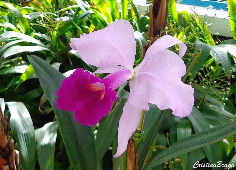 Orquídea Laelia purpurata - Flores e Folhagens
